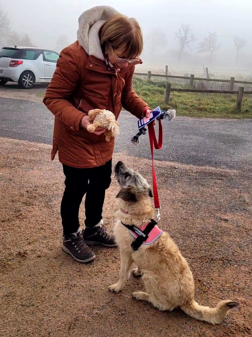 Chiens à adopter